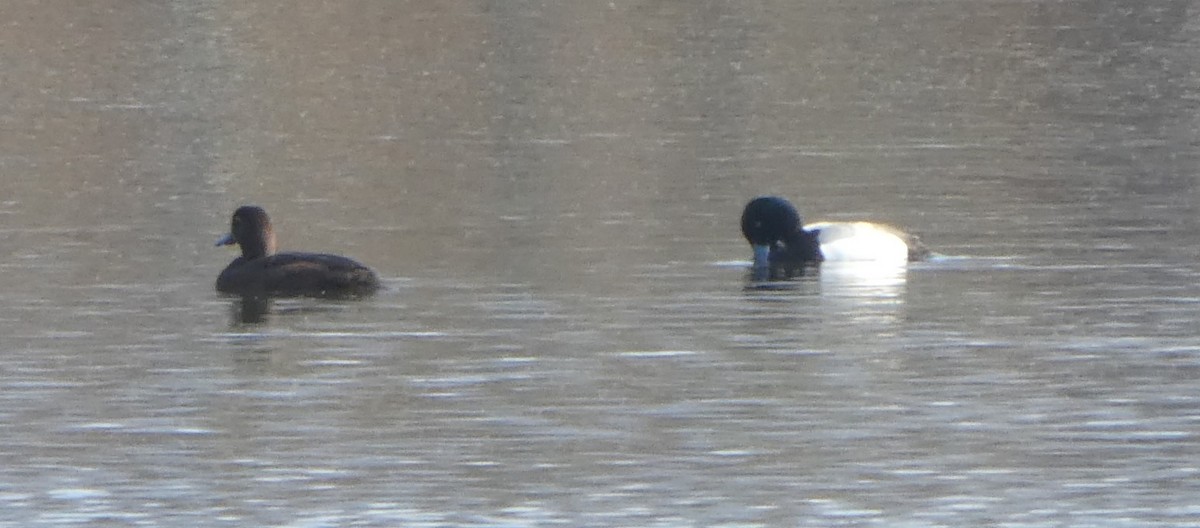 Greater Scaup - ML619384291