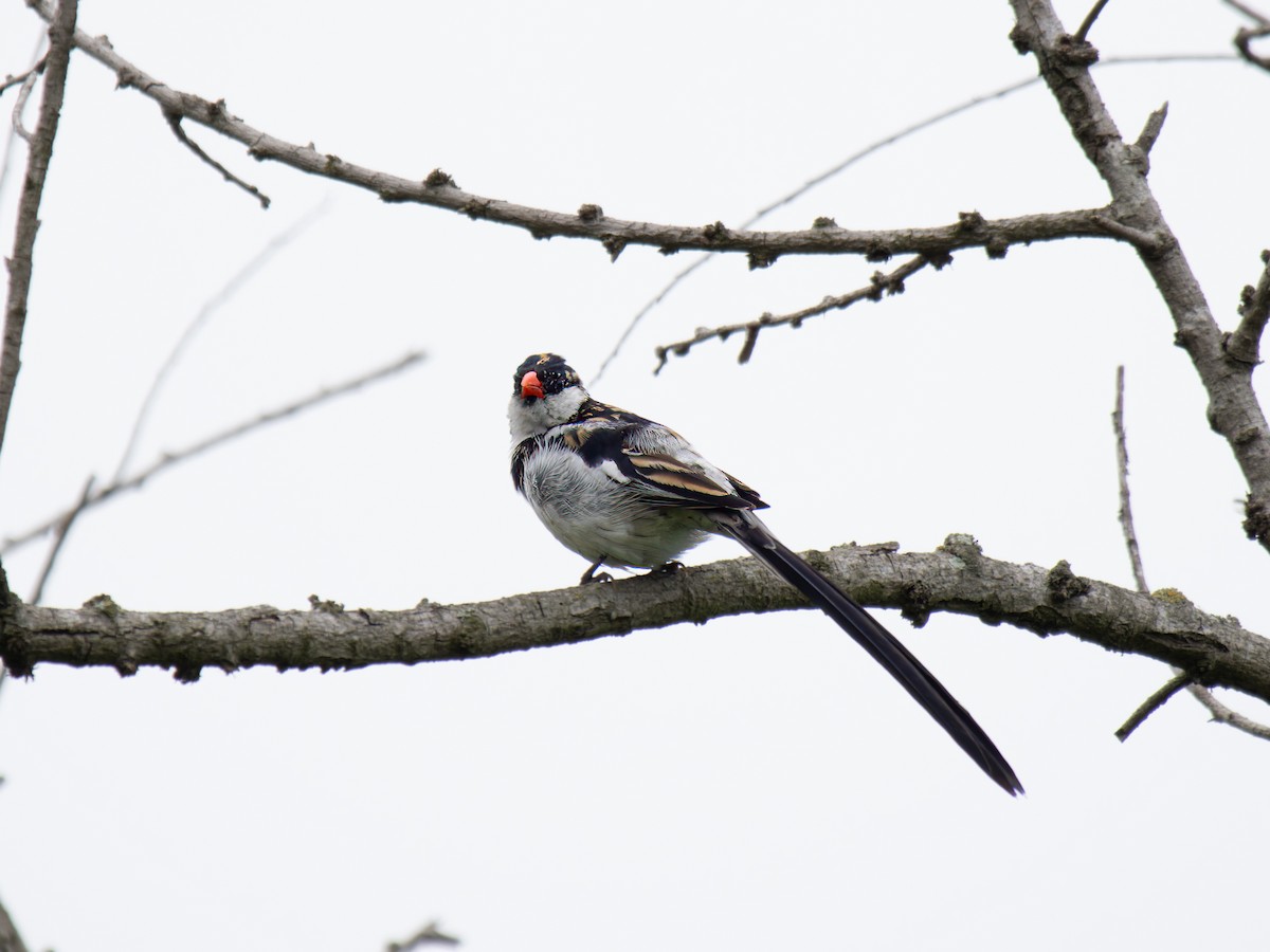 Pin-tailed Whydah - ML619384354
