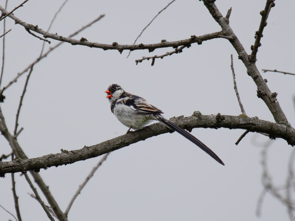 Pin-tailed Whydah - ML619384355