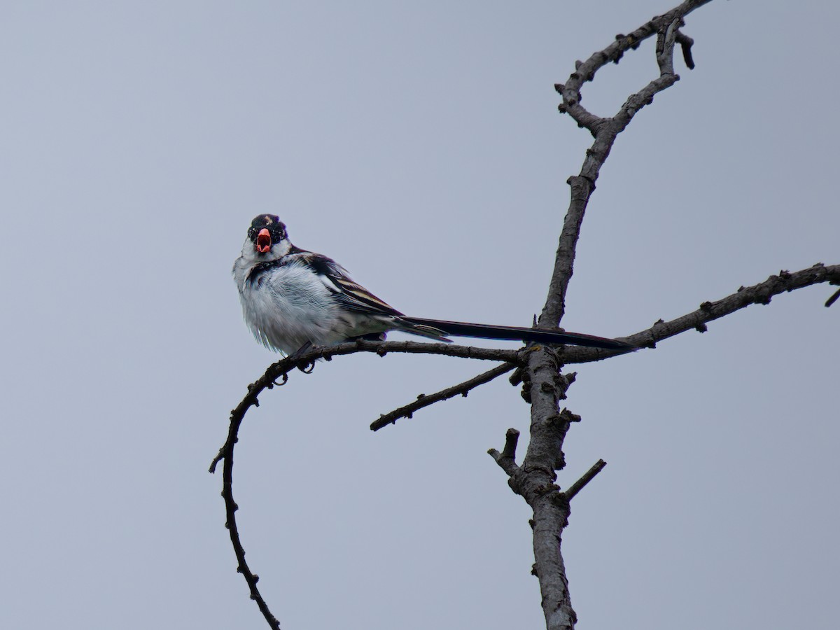 Pin-tailed Whydah - ML619384361