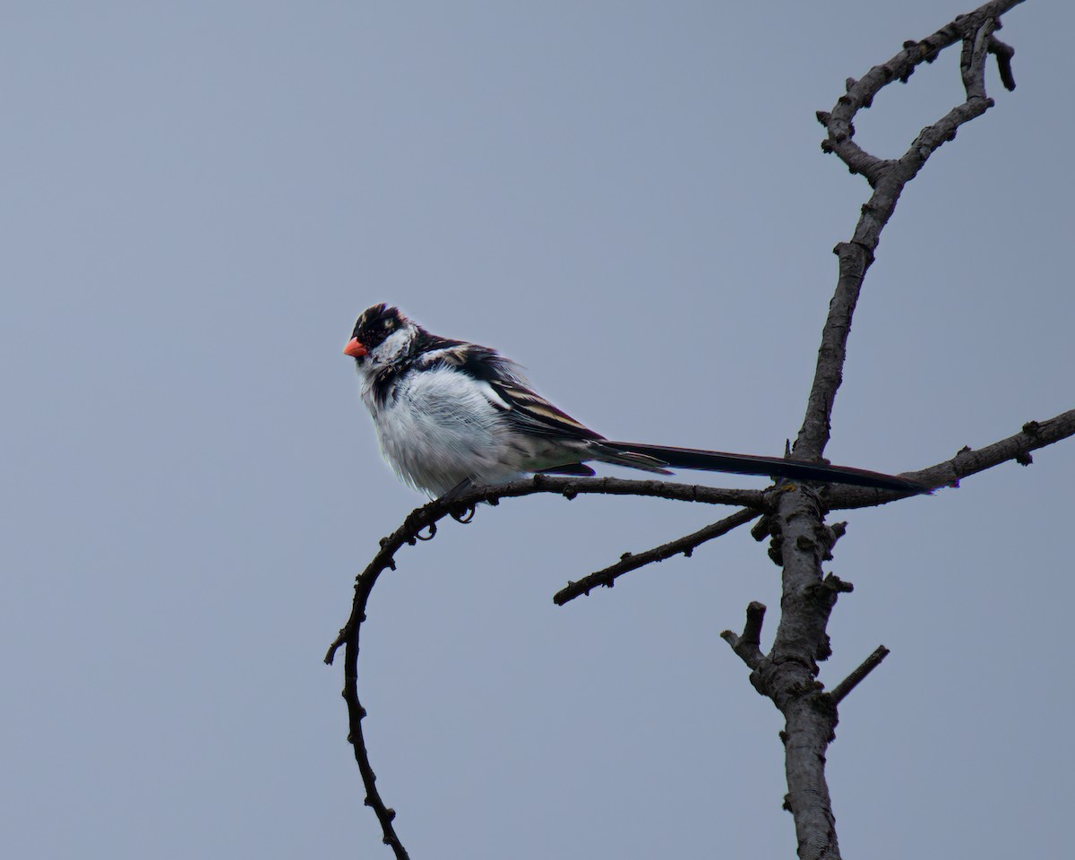 Pin-tailed Whydah - ML619384369