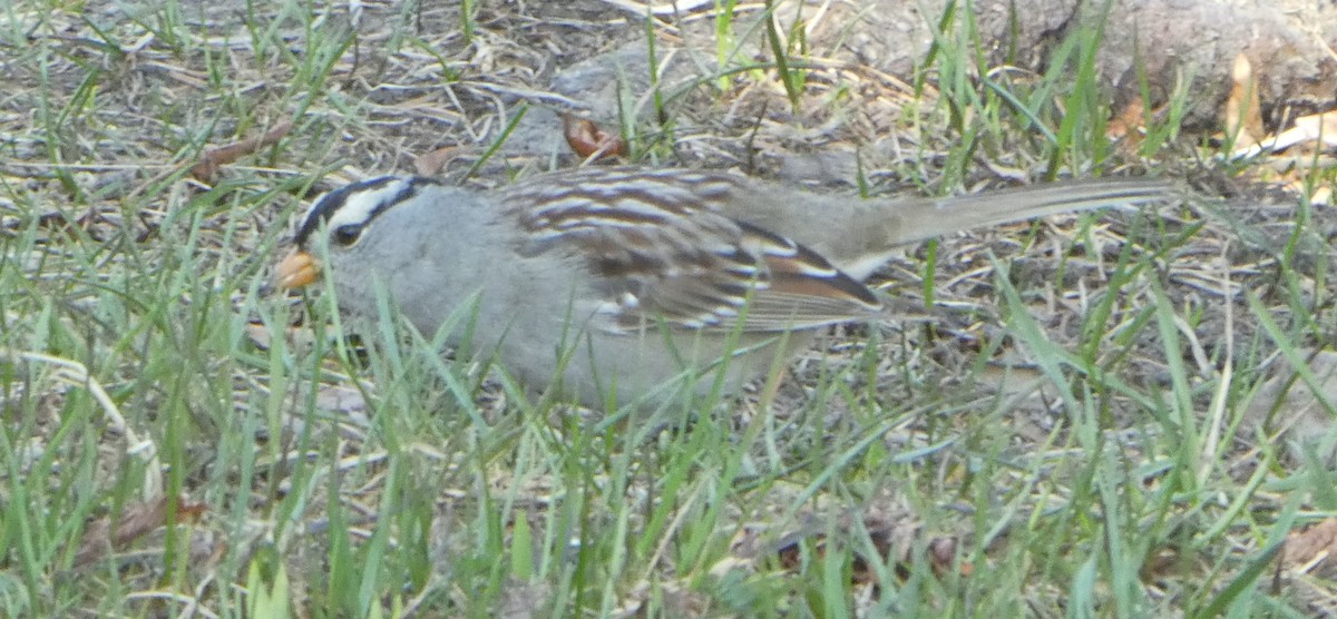 White-crowned Sparrow - ML619384372