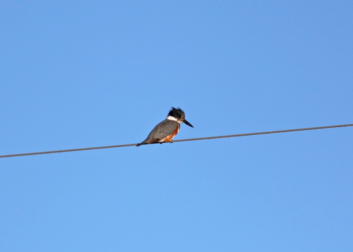 Belted Kingfisher - ML619384376
