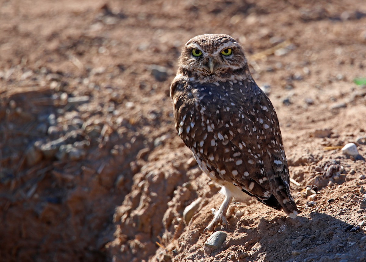 Burrowing Owl - ML619384393