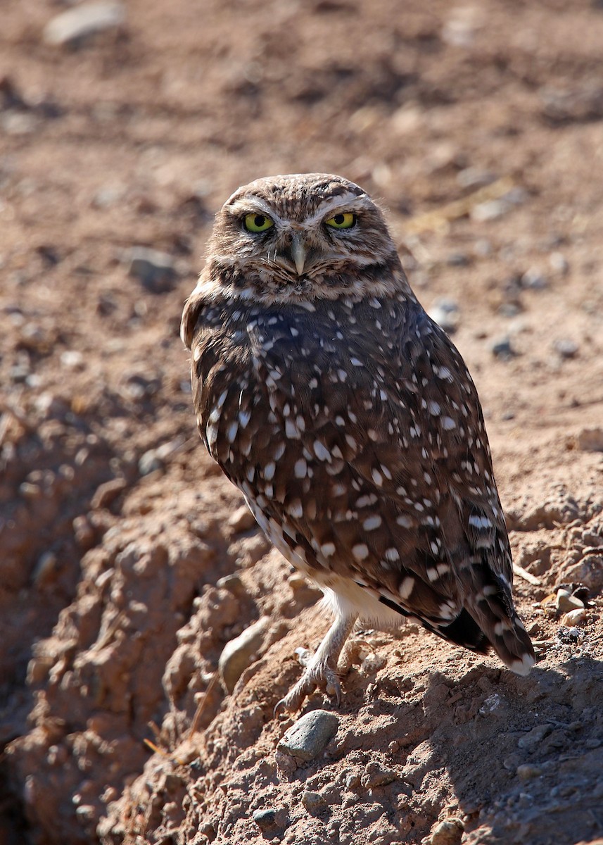 Burrowing Owl - ML619384394