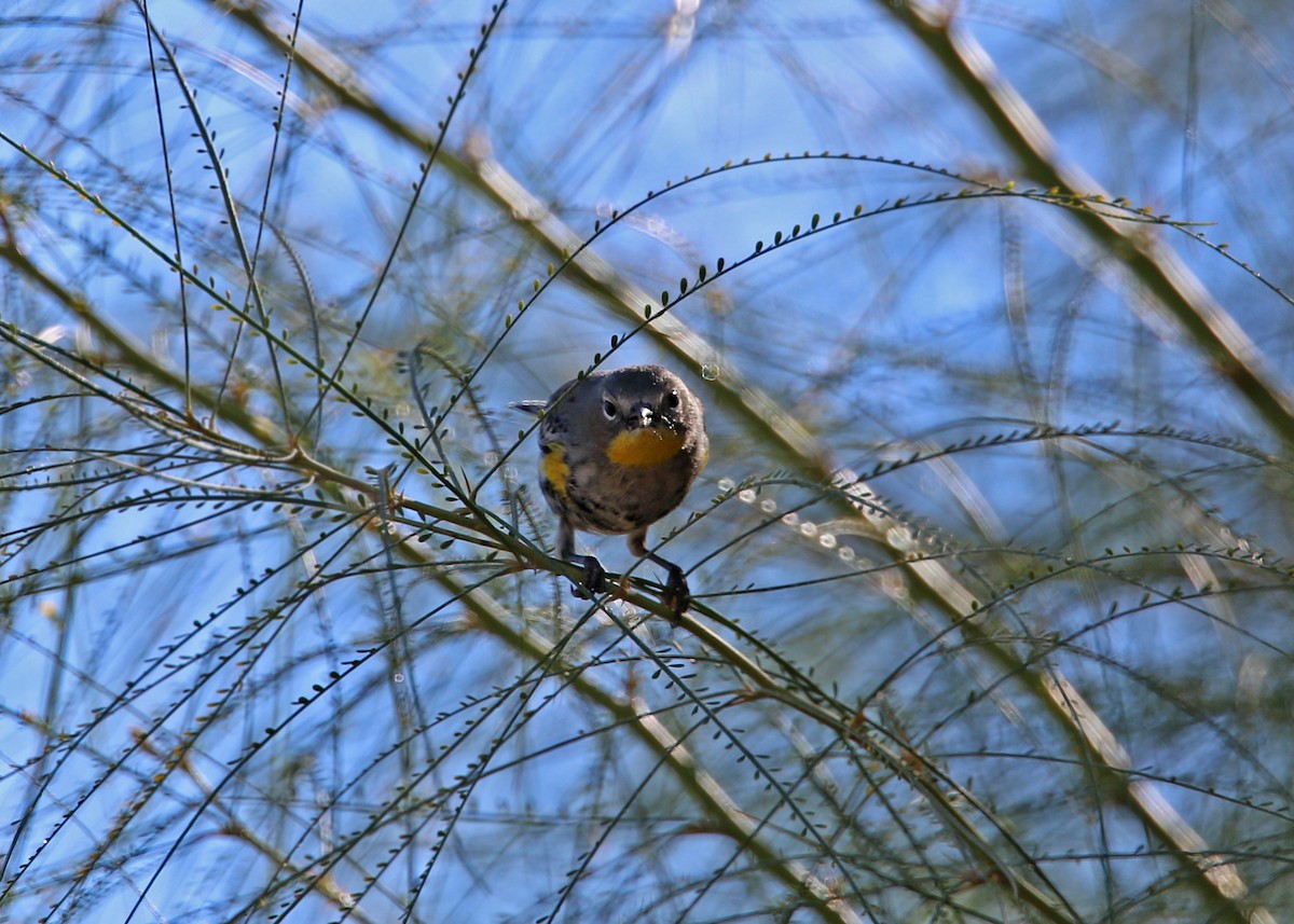 Reinita Coronada (auduboni) - ML619384427
