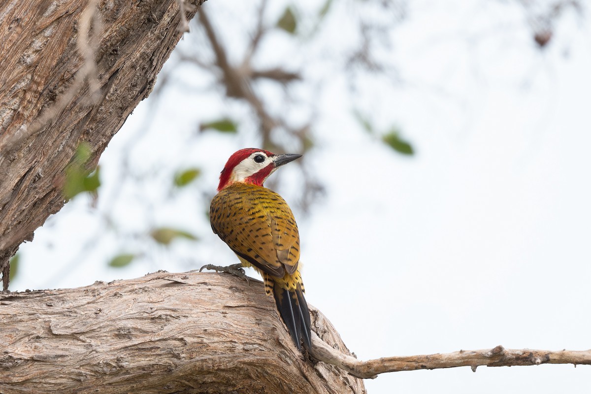 Spot-breasted Woodpecker - ML619384437