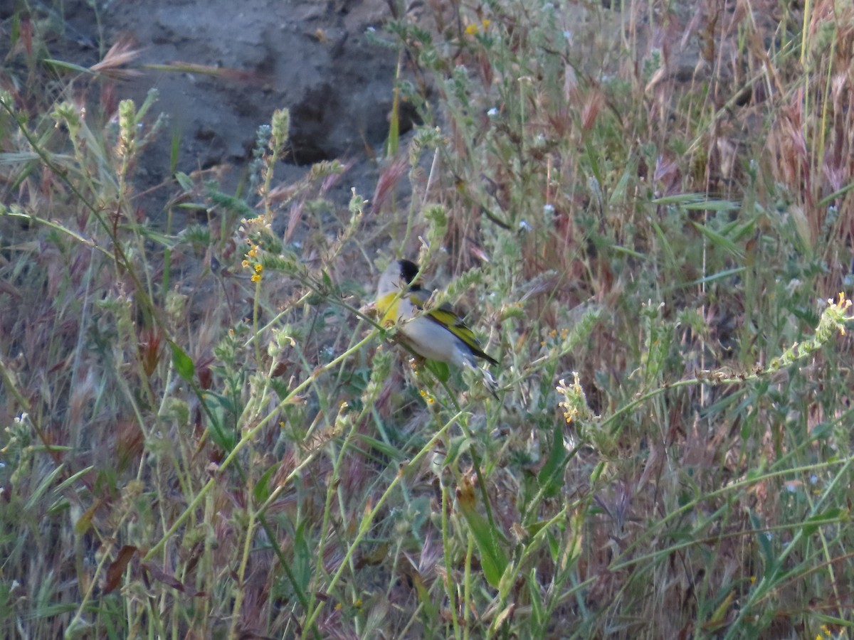 Lawrence's Goldfinch - ML619384453