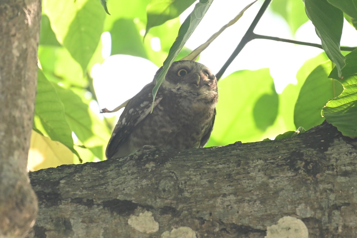 Spotted Owlet - ML619384472