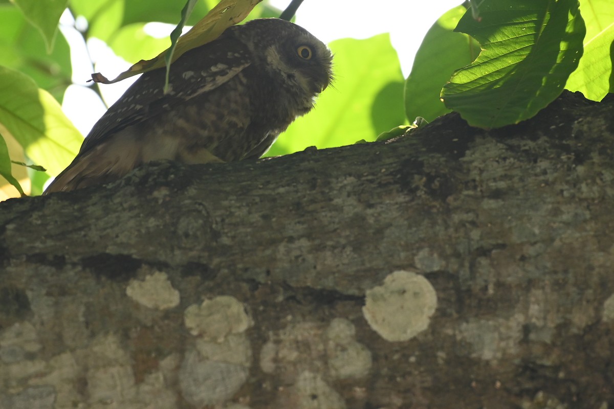 Spotted Owlet - ML619384473