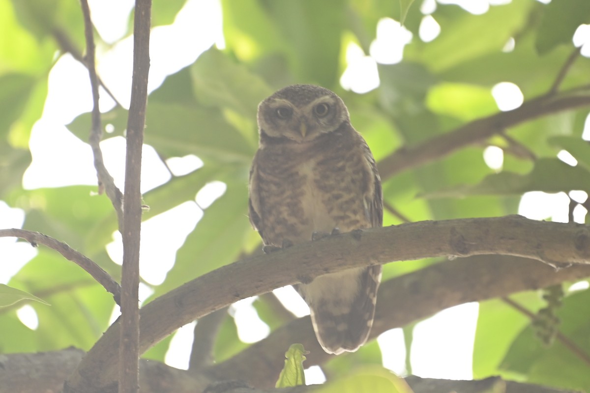 Spotted Owlet - ML619384474