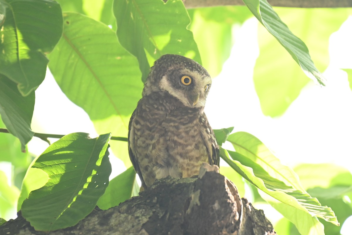 Spotted Owlet - ML619384475