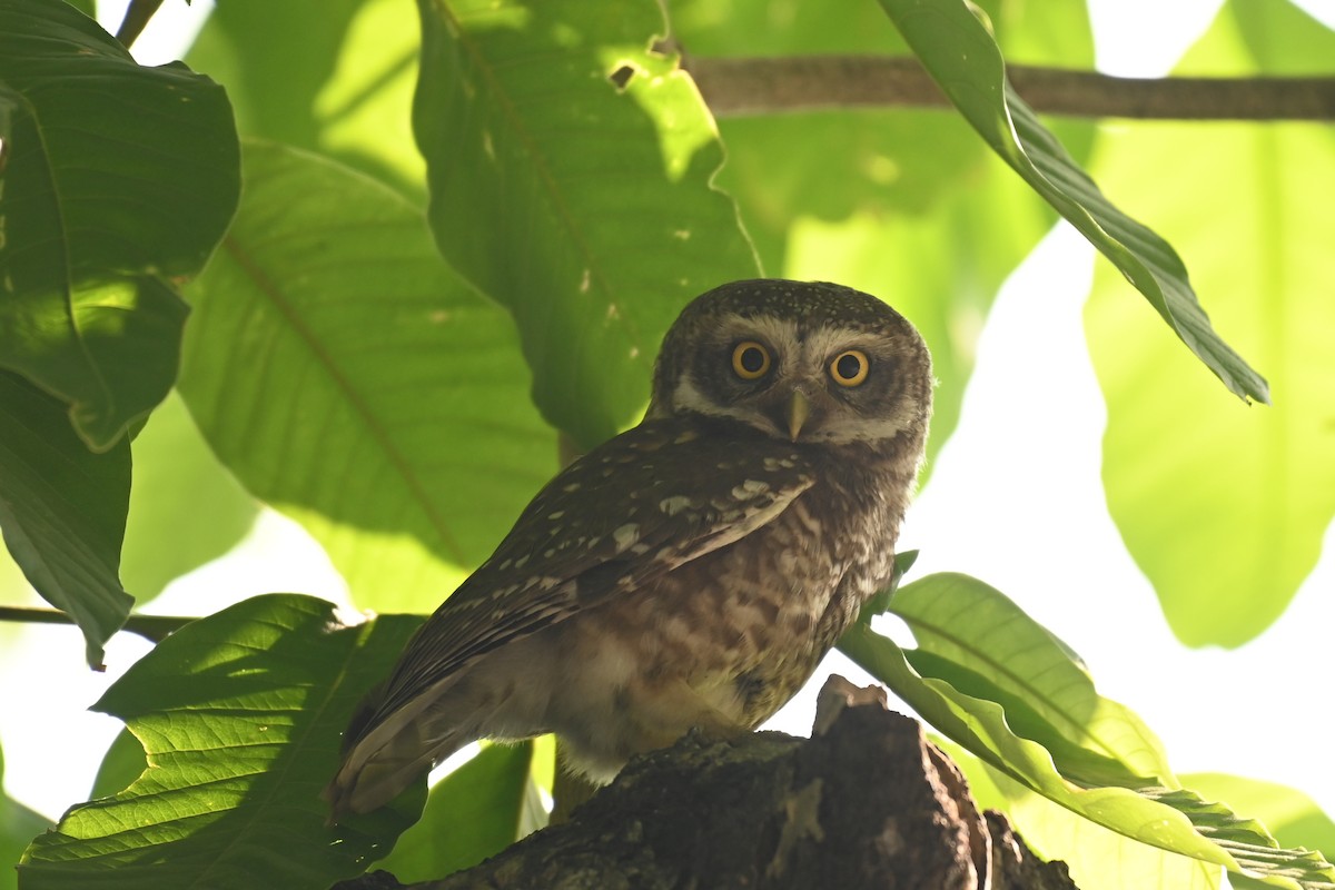 Spotted Owlet - ML619384476