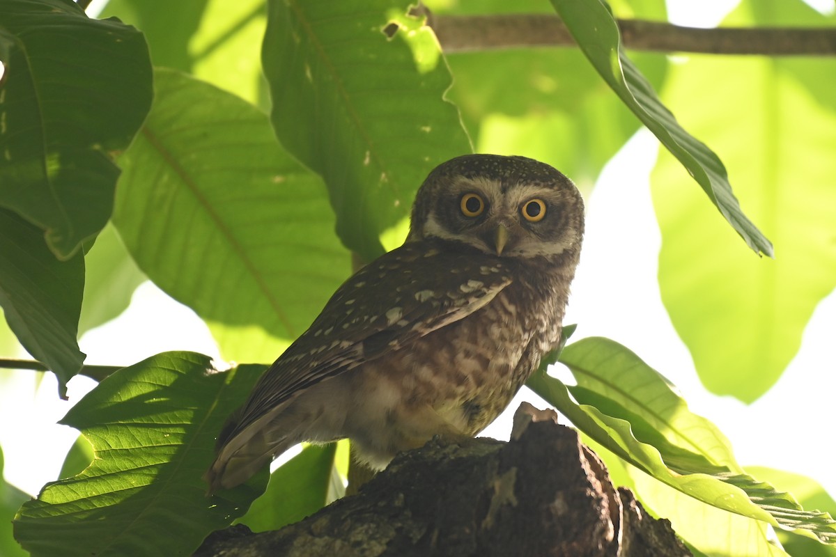 Spotted Owlet - ML619384477