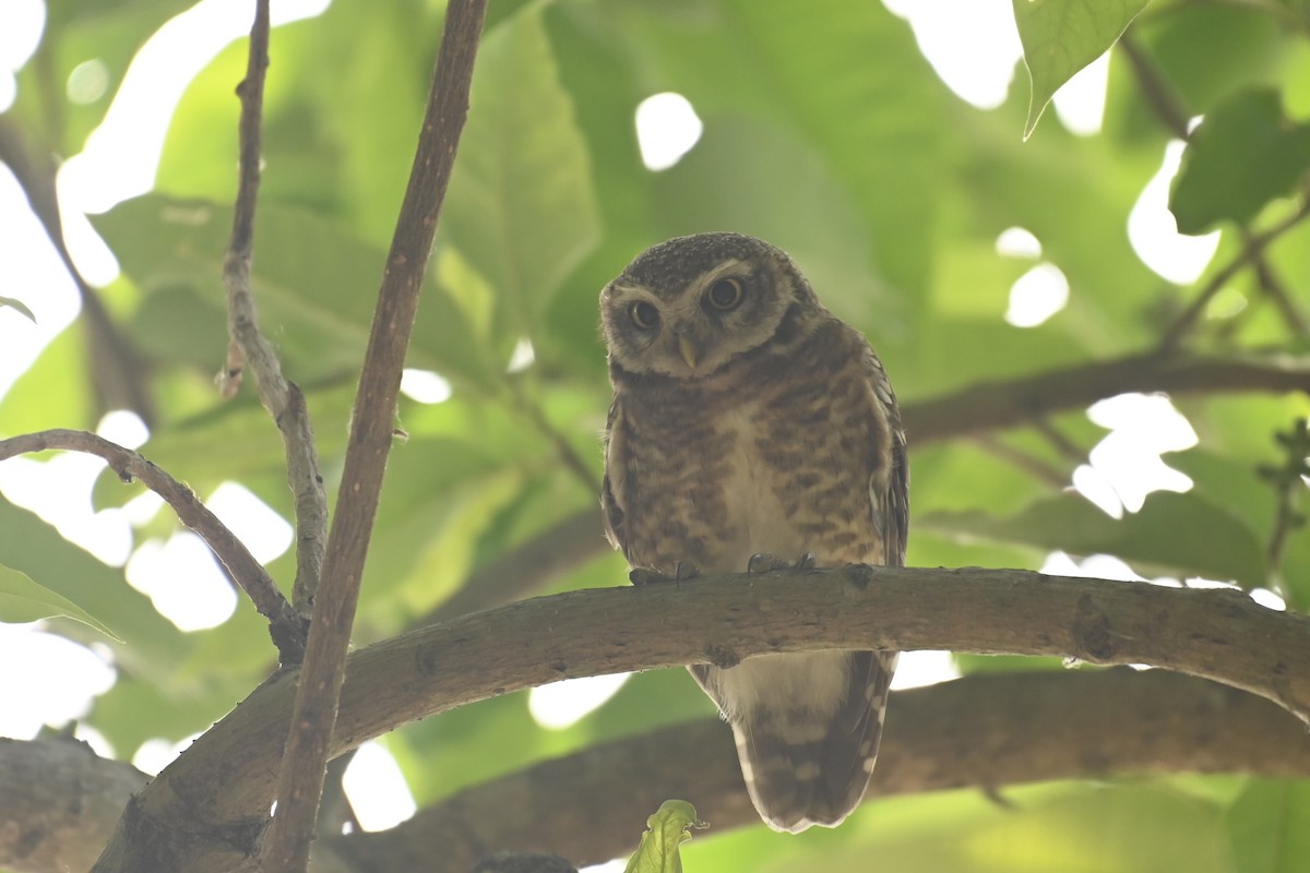 Spotted Owlet - ML619384478