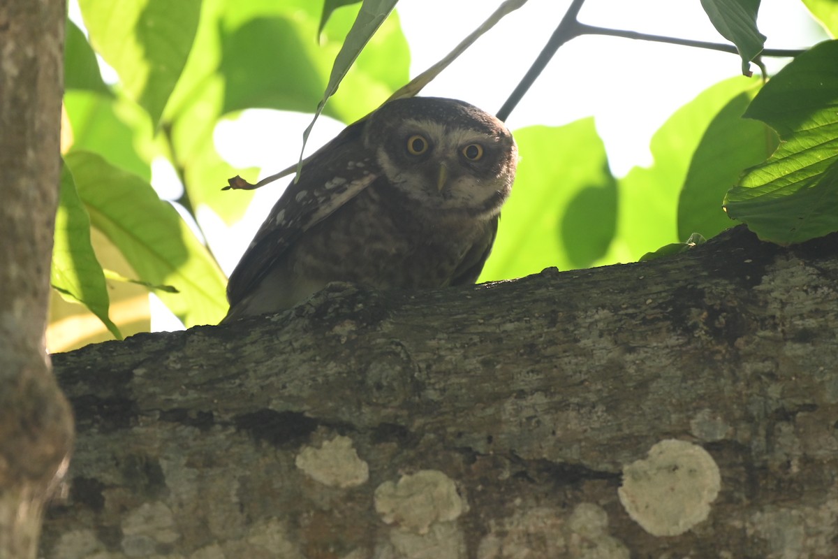 Spotted Owlet - ML619384479