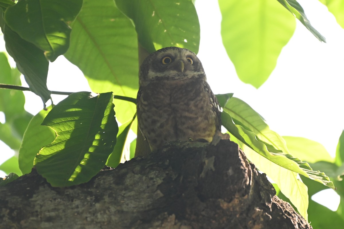 Spotted Owlet - ML619384480