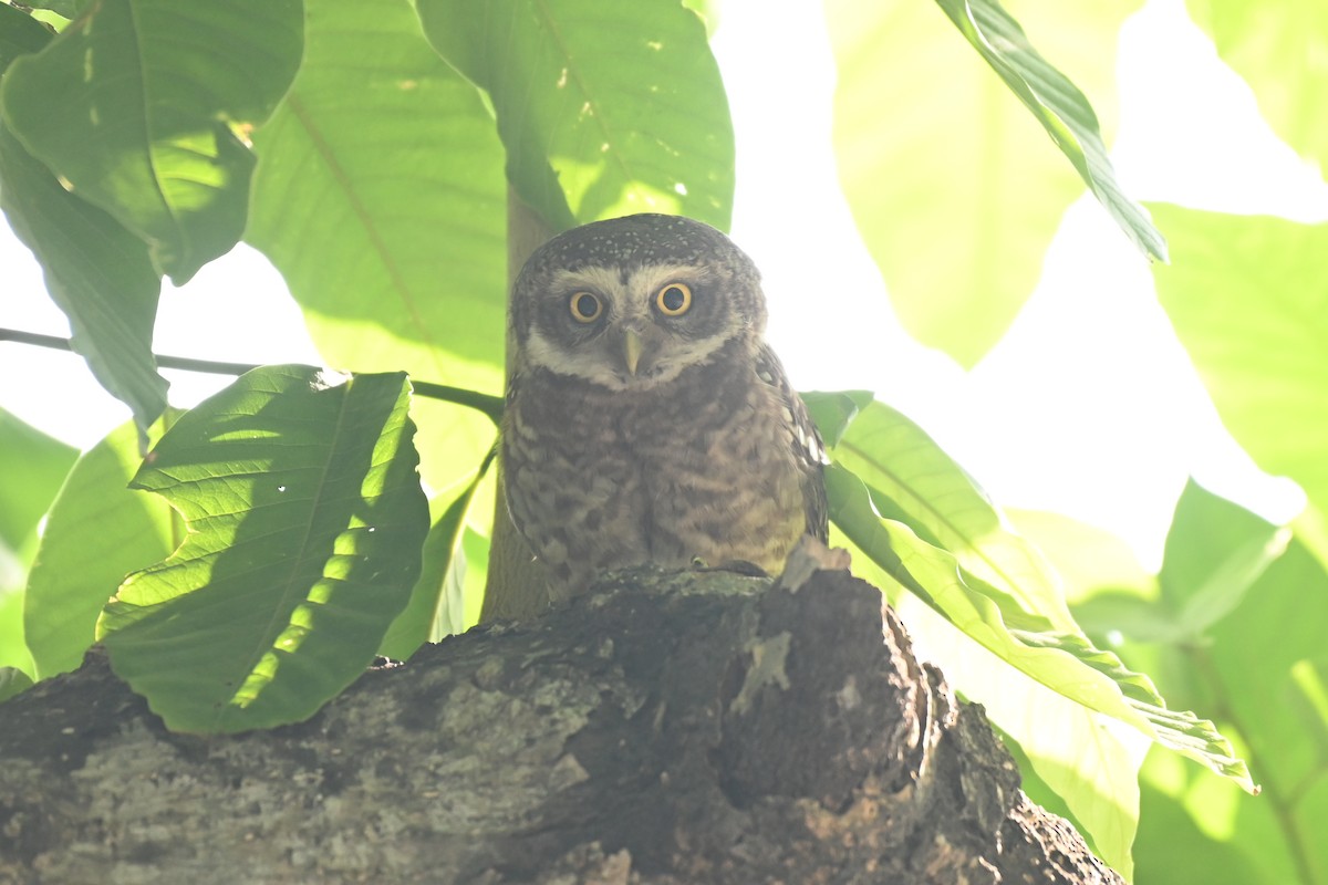 Spotted Owlet - ML619384481