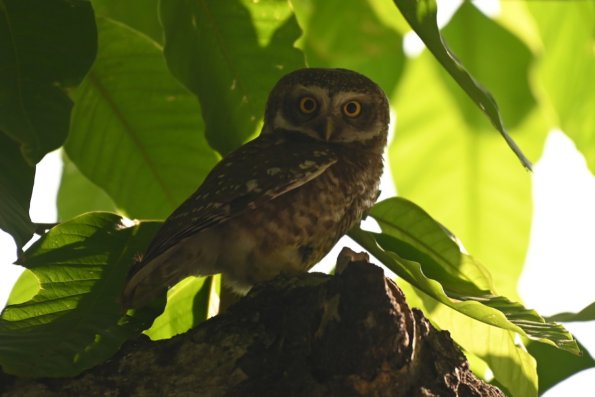 Spotted Owlet - ML619384482