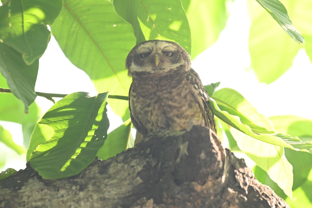 Spotted Owlet - ML619384483