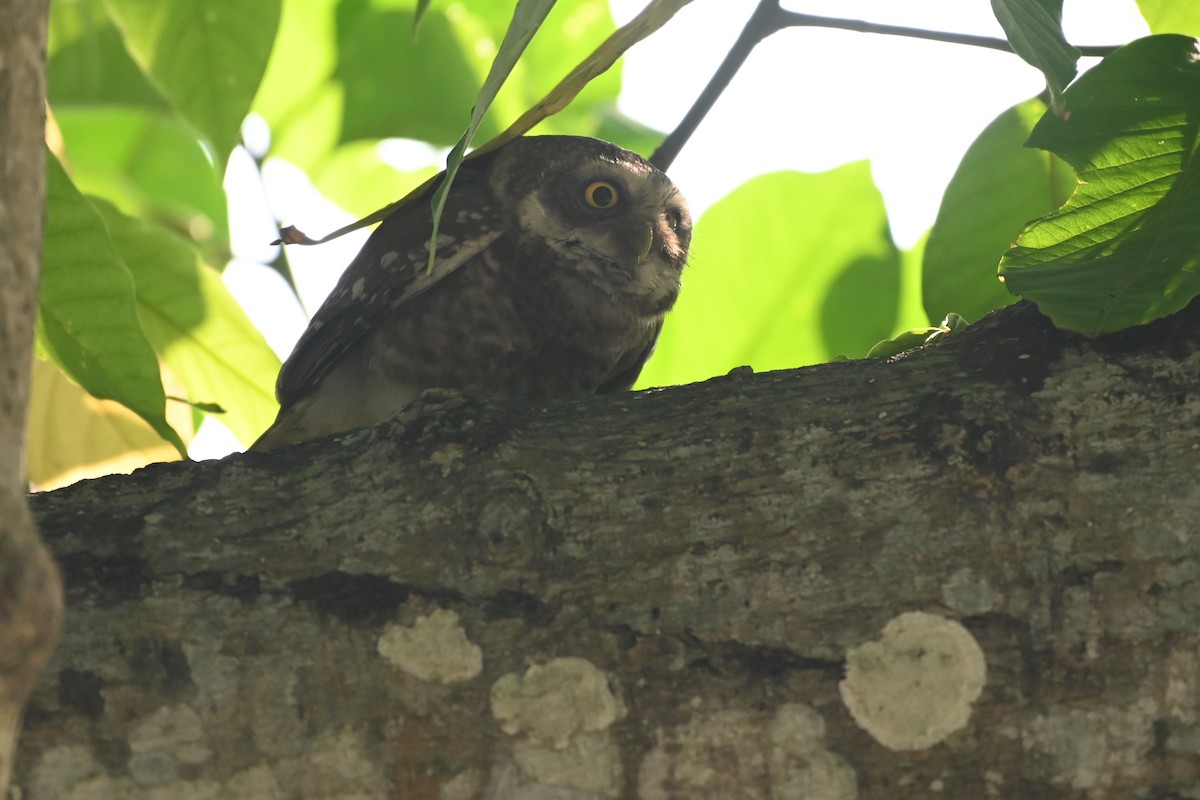 Spotted Owlet - ML619384484