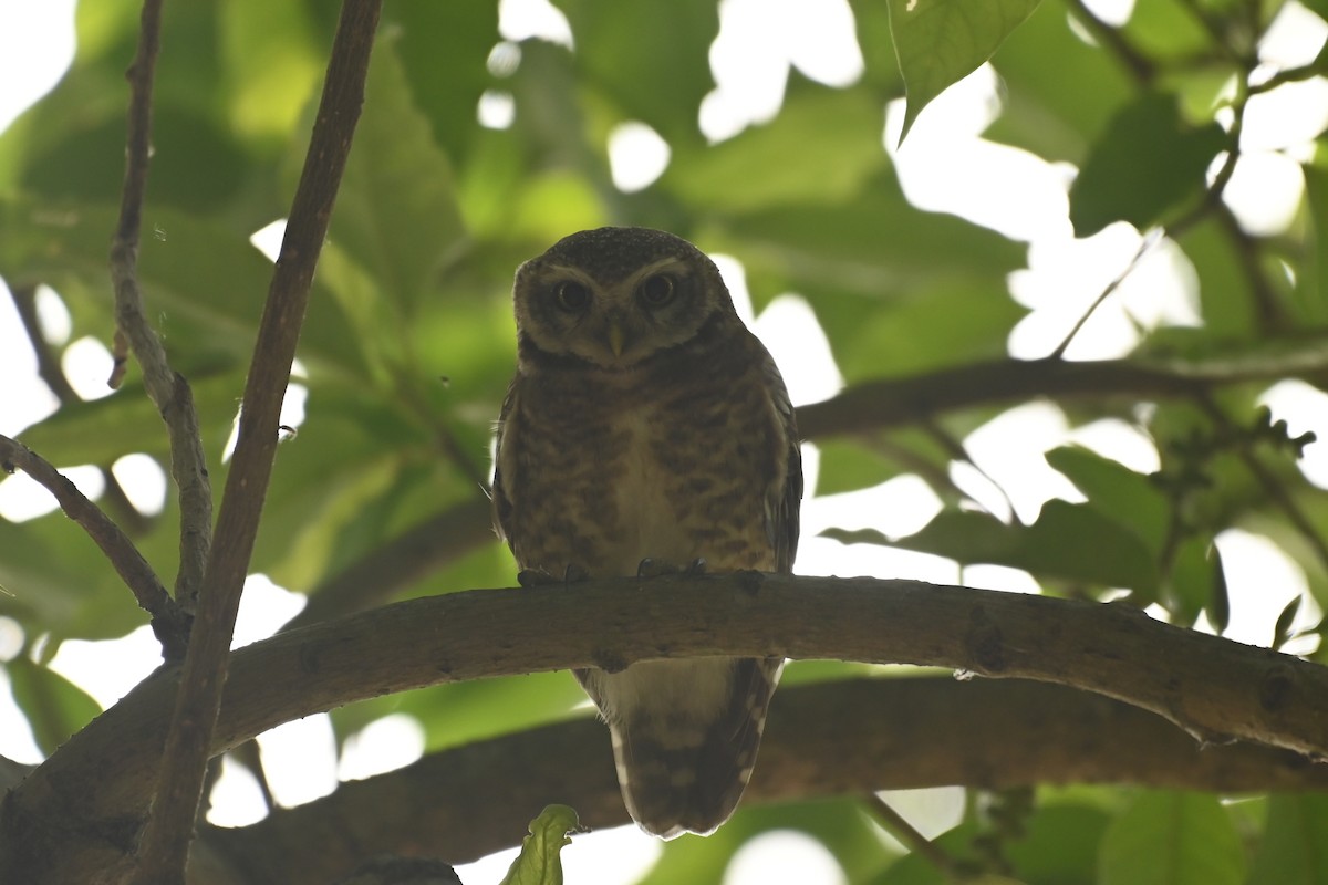 Spotted Owlet - ML619384486