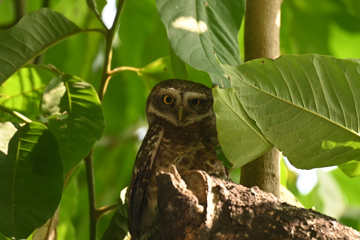 Spotted Owlet - ML619384488