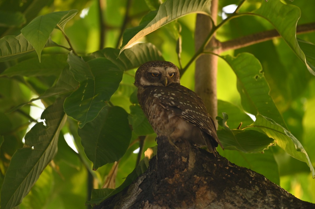 Spotted Owlet - ML619384490