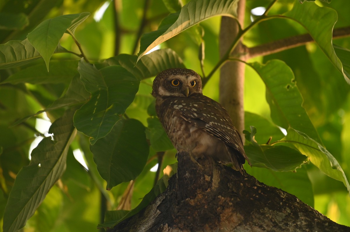 Spotted Owlet - ML619384491