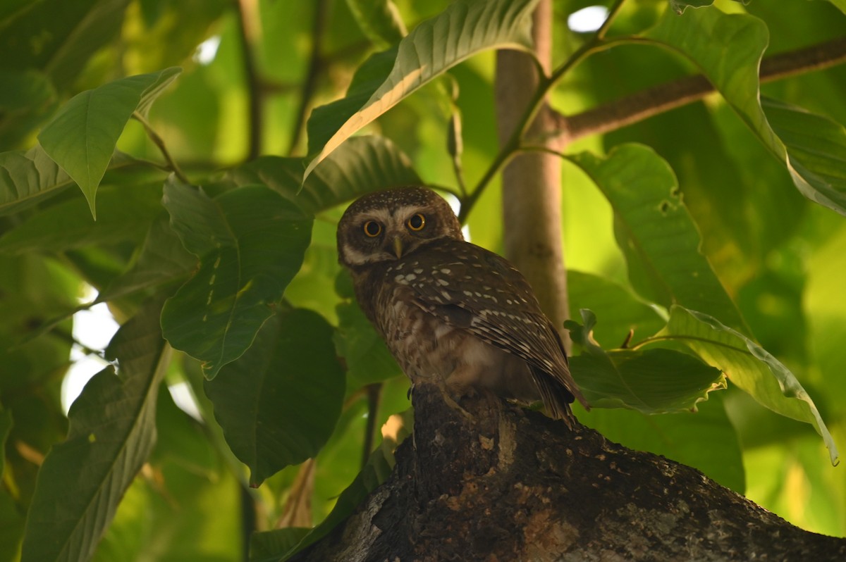 Spotted Owlet - ML619384492