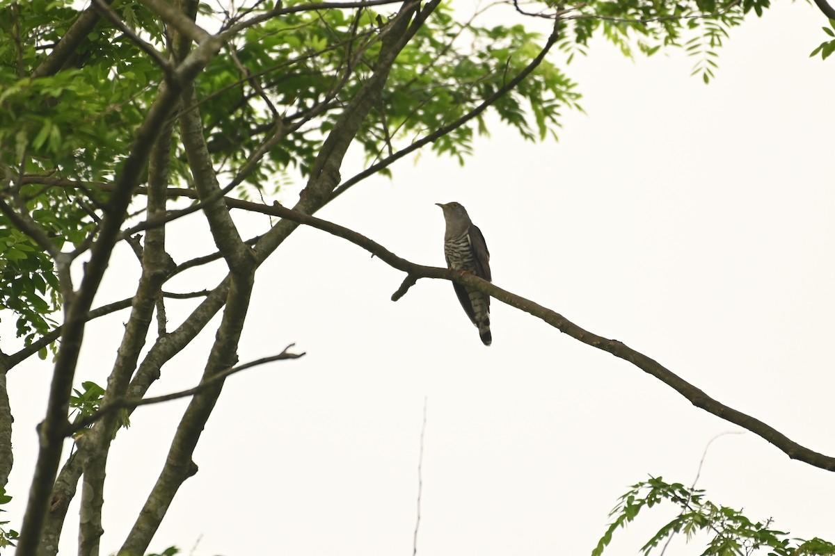 Indian Cuckoo - ML619384493