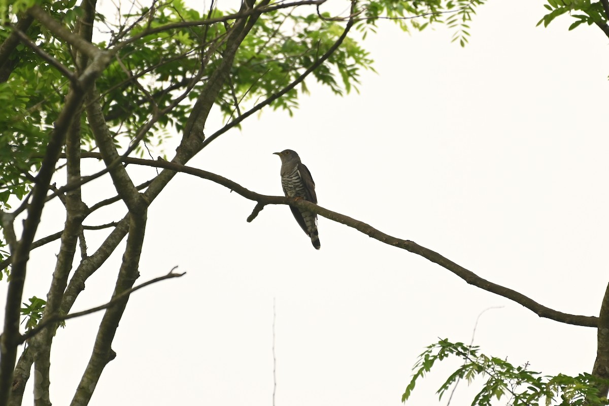 Indian Cuckoo - ML619384494