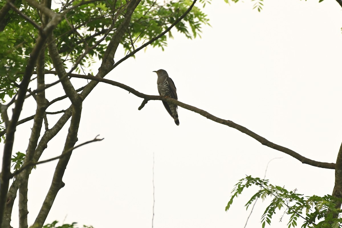 Indian Cuckoo - ML619384495