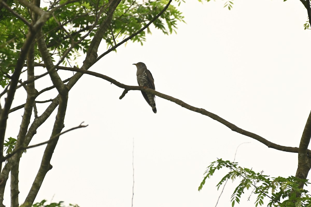 Indian Cuckoo - ML619384496