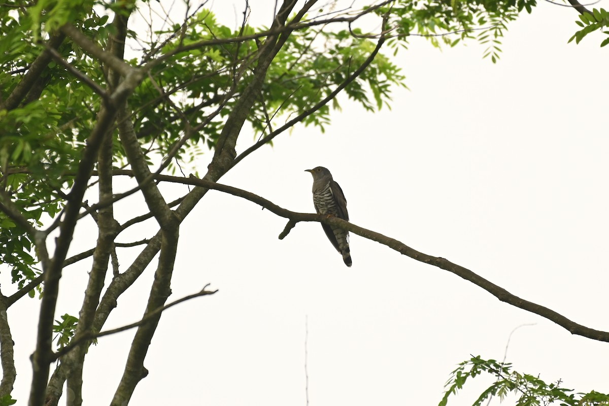Indian Cuckoo - ML619384497