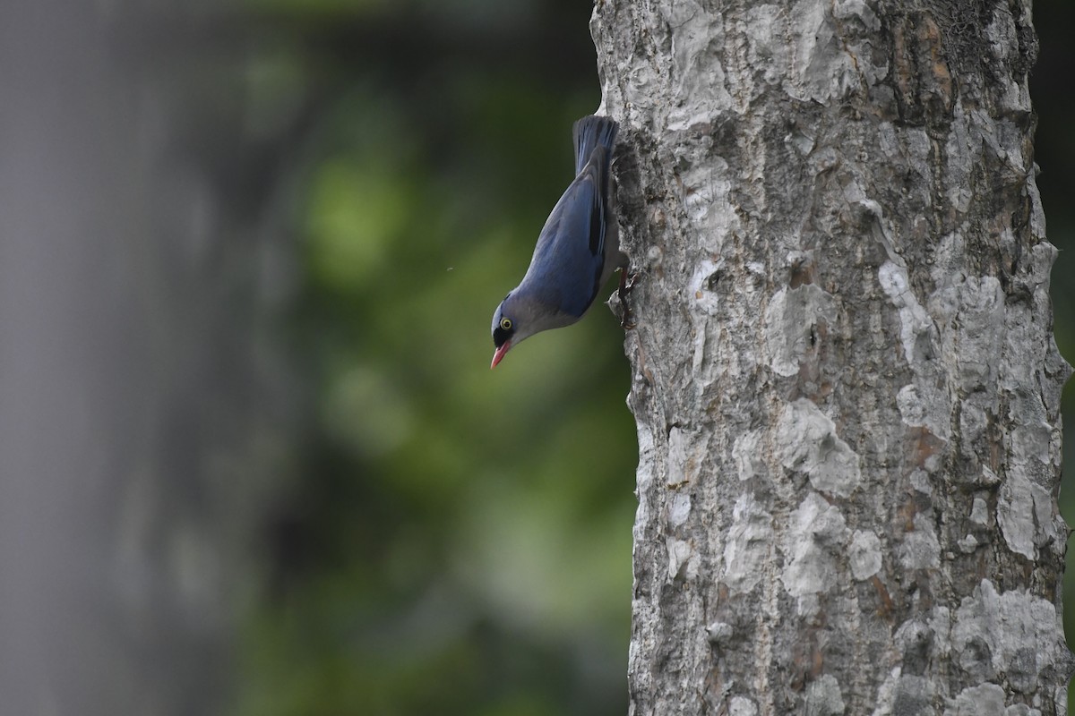 Velvet-fronted Nuthatch - ML619384543