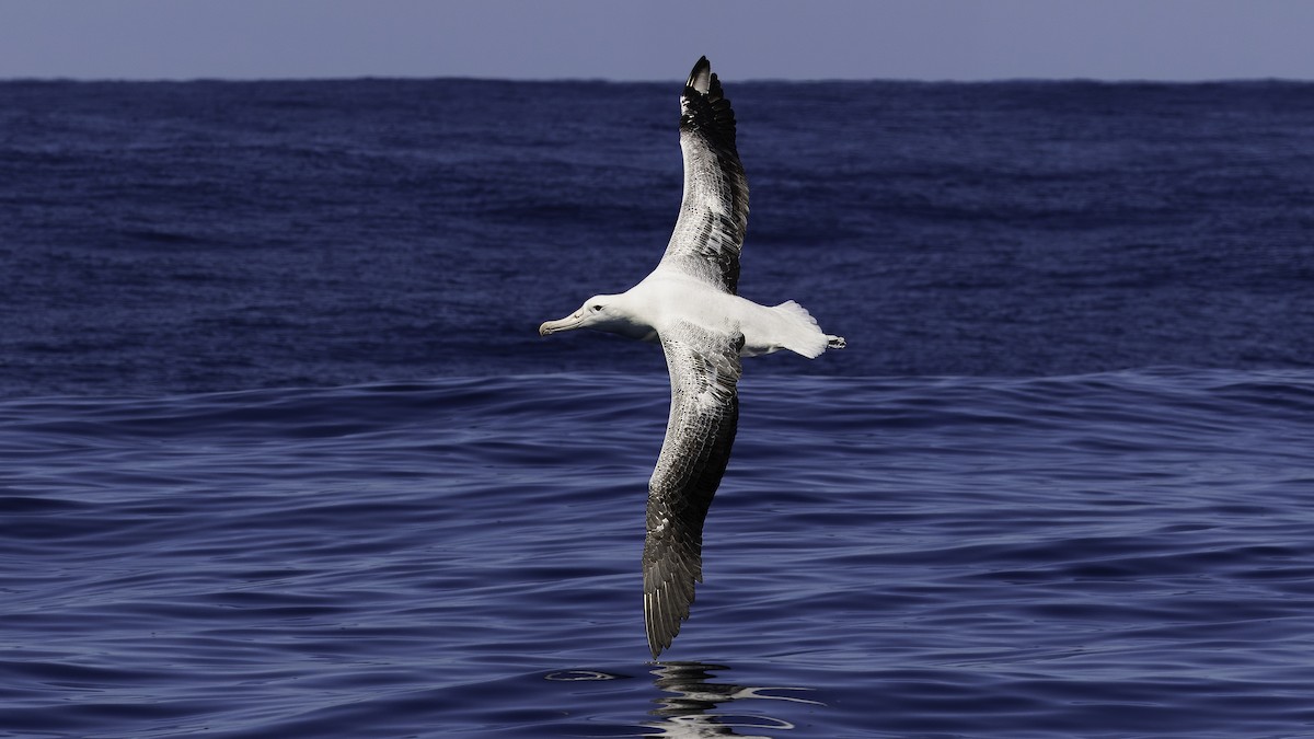 albatros královský - ML619384551