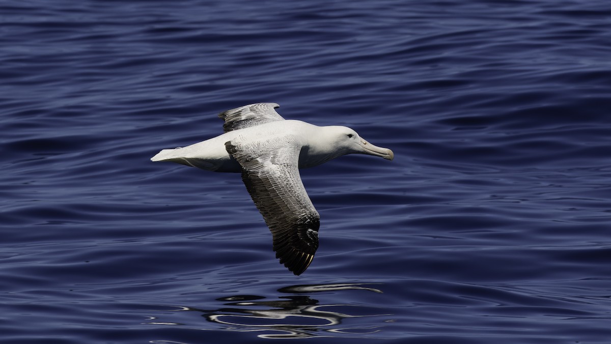 albatros královský - ML619384607