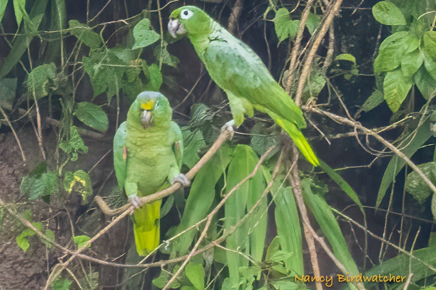 Yellow-crowned Parrot - ML619384623