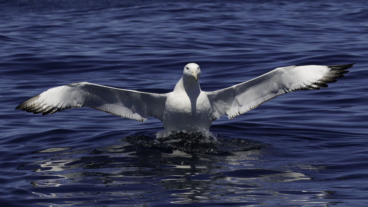 albatros královský - ML619384637