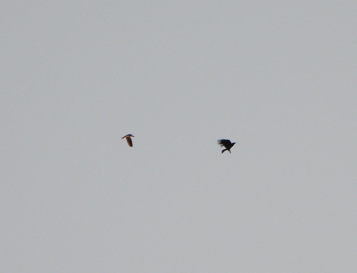 Black-shouldered Kite - ML619384664