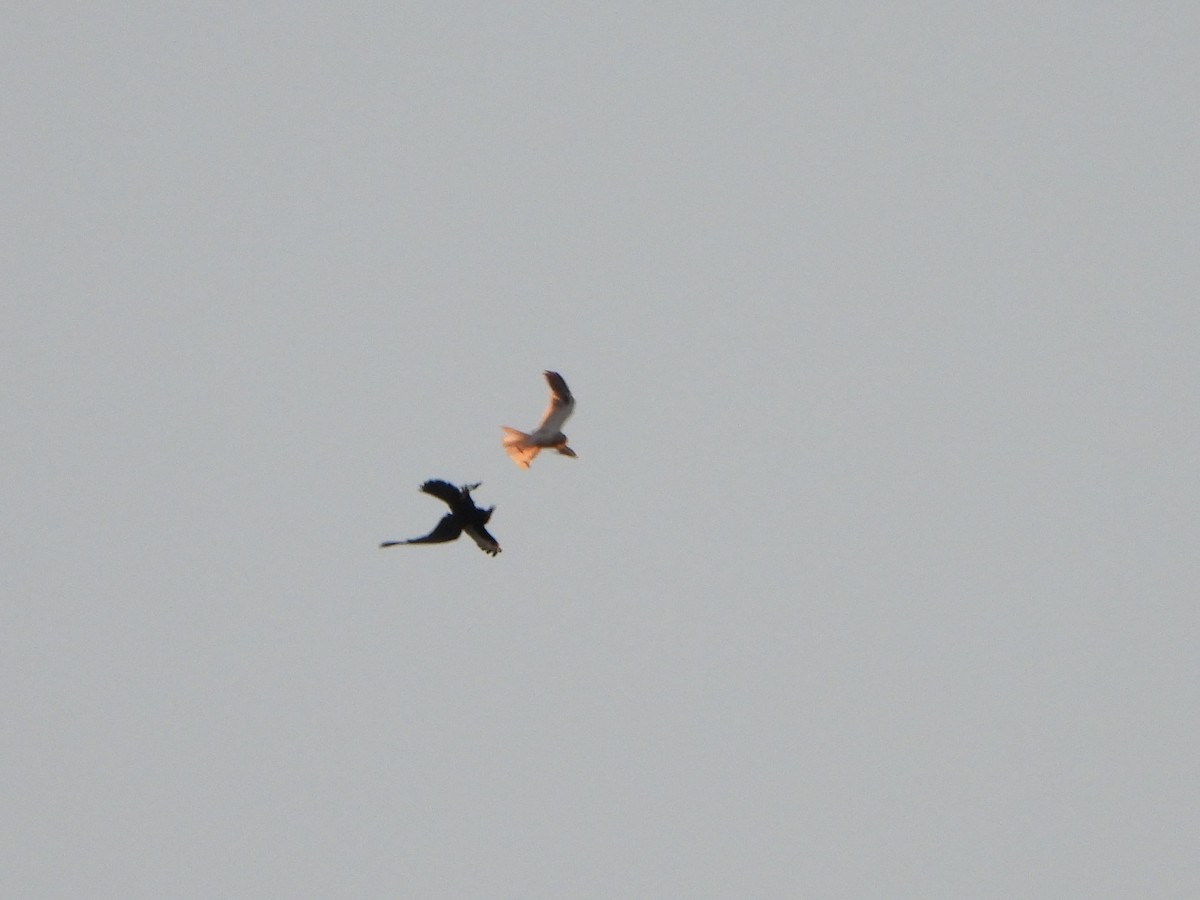 Black-shouldered Kite - ML619384667