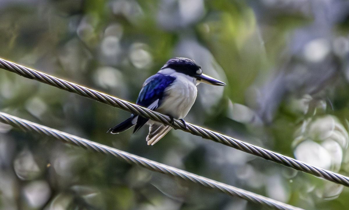 Forest Kingfisher - ML619384704