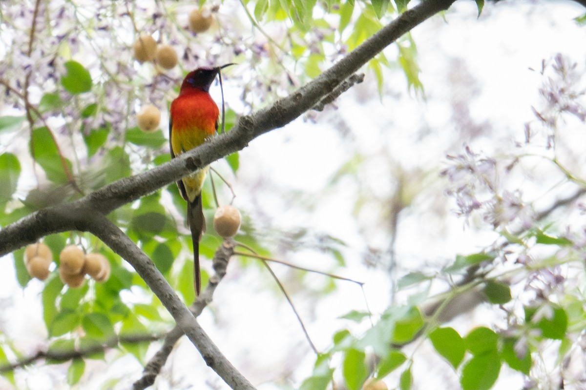 Mrs. Gould's Sunbird (Scarlet-breasted) - ML619384739