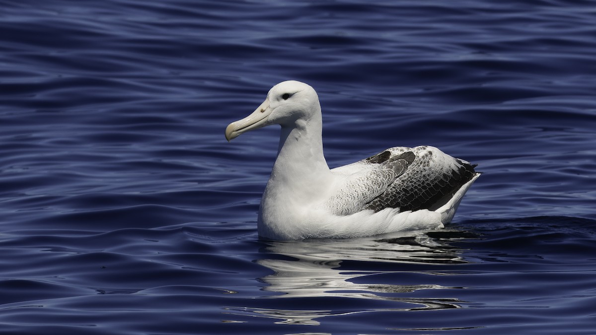 albatros královský - ML619384799