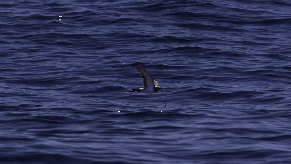 White-faced Storm-Petrel - ML619384860