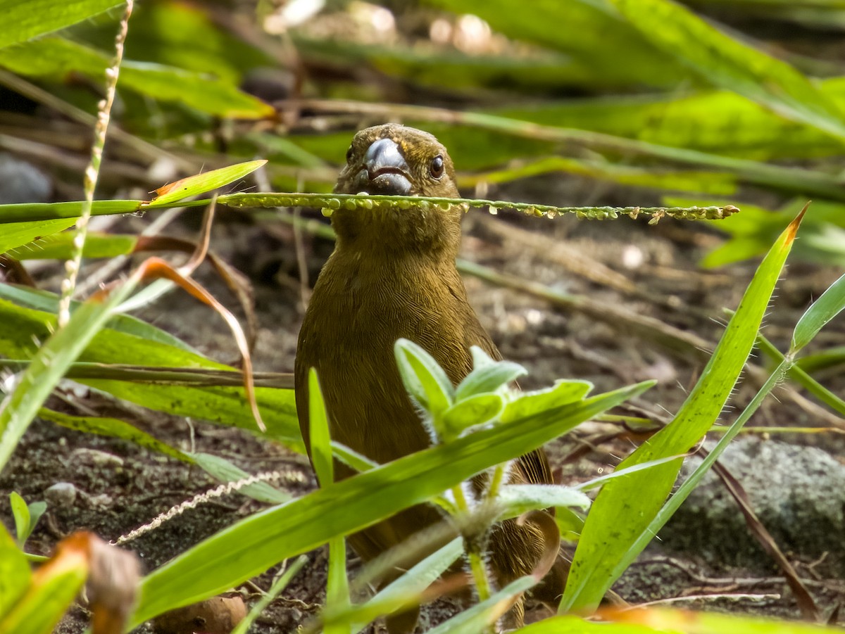 Thick-billed Seed-Finch - ML619384869