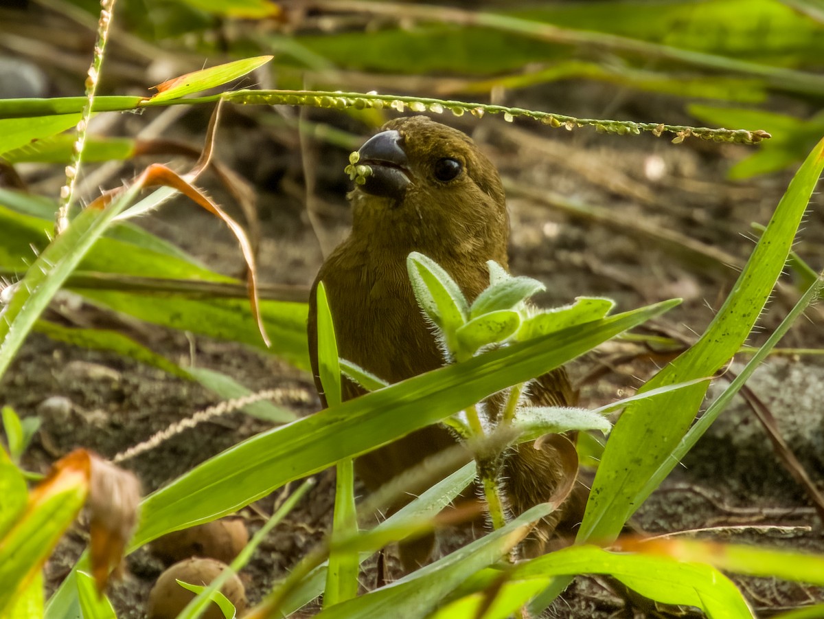 Thick-billed Seed-Finch - ML619384870