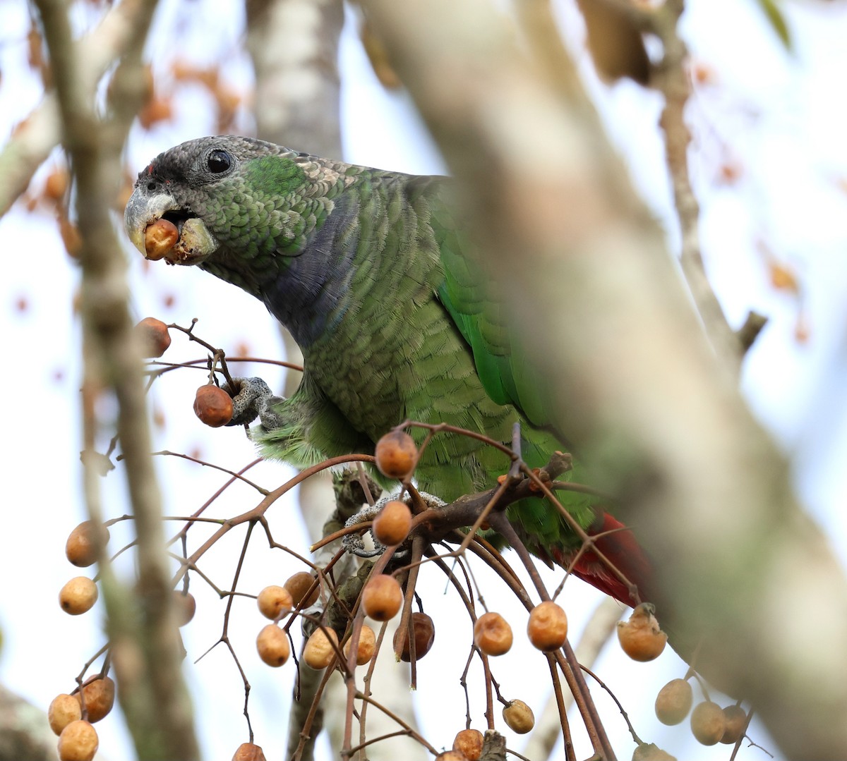 Scaly-headed Parrot - ML619384898