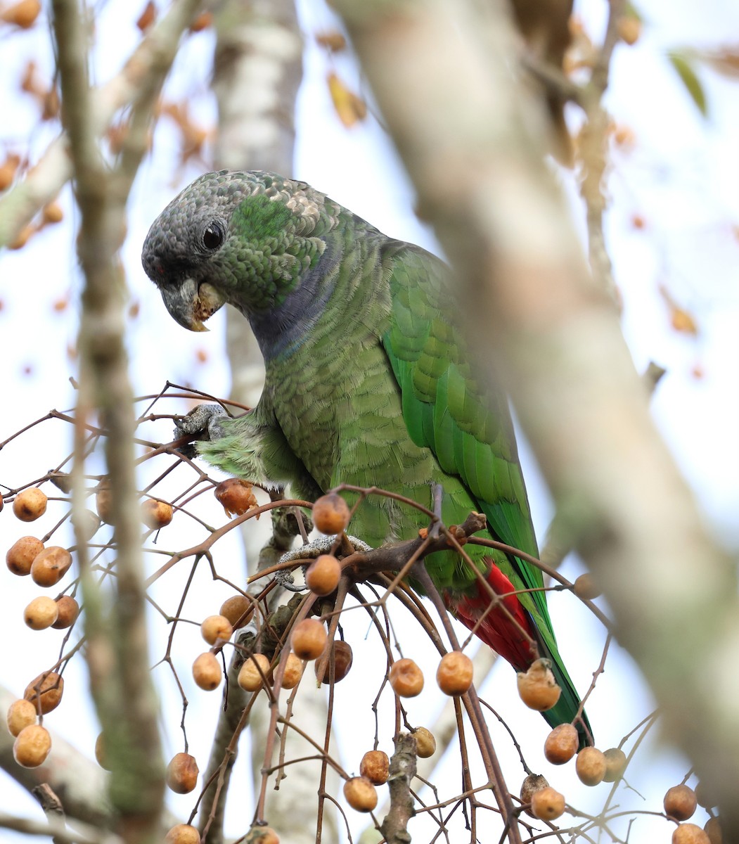 Scaly-headed Parrot - ML619384899